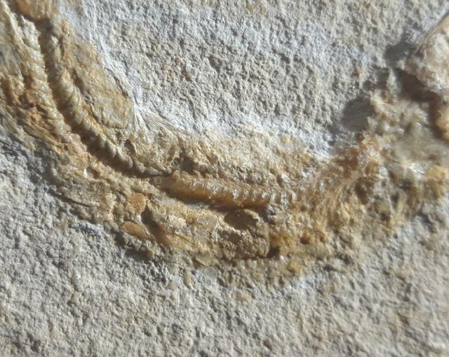 Leptolepides sprattiformis (BLAINVILLE 1818) - Bild © FossNet FossilienStore